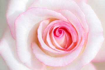Fototapeta na wymiar sweet pink rose flower for valentines