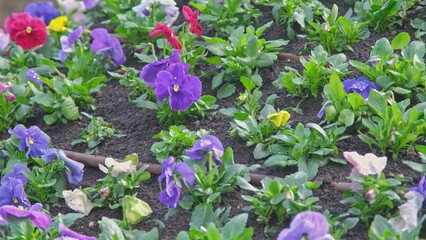 Colorful Beautiful Purple Yellow Pansies Flowers on Public Park Botanical Garden Patch	
