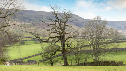 Fototapeta na wymiar A tranquil scene from the Yorkshire Dales National Park, England.