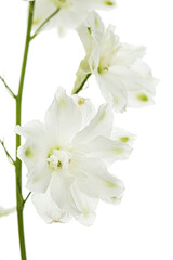 Obraz premium White flower of Delphinium, Larkspur flower, isolated on white background