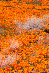 California Golden Orange Poppies and wild yellow sage during a wildflower superbloom near LA, California USA