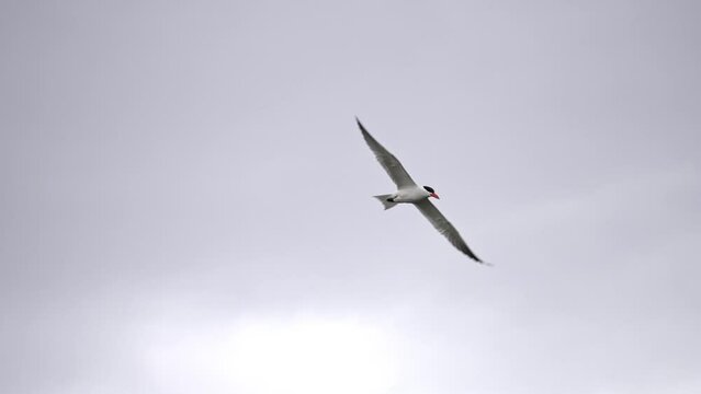 Common Tern flying through the sky in slow motion in Utah County during Spring migration.