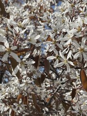 White flowers on tree branches twigs