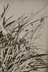 Dried grass bouquet in sunlight shadows on dark neutral beige wall. Aesthetic minimal floral composition