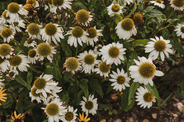 Beautiful chamomile flowers pattern with green leaves. Aesthetic nature, flowers background