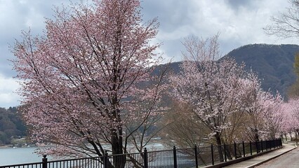 Spring is upon us. Let's go for a nice walk