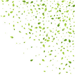 Leaves Green Falling Flying Foliage Leaf Tea Mint