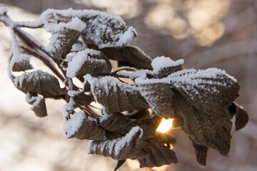 Winter forest at sunset. The sun's rays make their way through the trees. Winter landscape.
