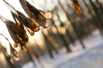 Winter forest at sunset. The sun's rays make their way through the trees. Winter landscape.