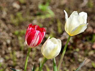 flowers that bloom in spring