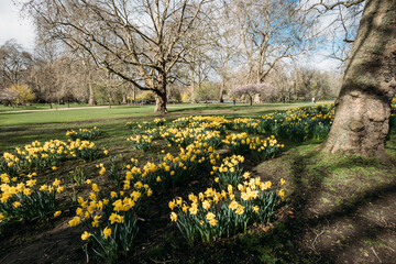 Daffodils in St James's Park on The Mall at City of Westminster, London