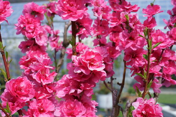 flowers that bloom in spring