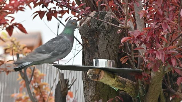 pigeons, oiseaux des villes, colombes, tourterelles, forets , arbres, nature ,plumes, becs,