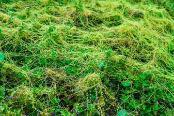 Green grass covered with yellow plants
