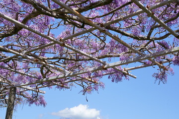 flowers that bloom in spring