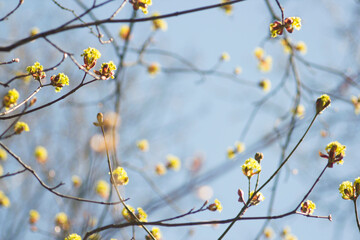 Watercolor, abstract spring landscape. Bright sunny day in the spring park, young leaves out of focus against the background of sun glare.