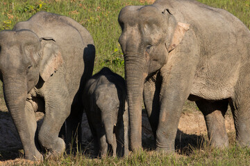 Three wild elephants in a national park, Thailand