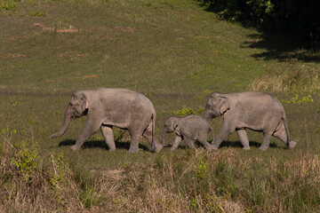 Obraz premium Three wild elephants in a national park, Thailand