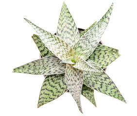 Succulent plant on white background