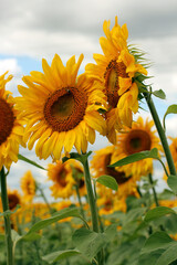 Bright yellow beautiful sunflower flowers against the blue sky. Rural landscape, sunflower harvest.