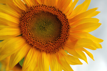 Bright yellow beautiful sunflower flowers against the blue sky. Rural landscape, sunflower harvest.