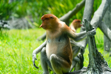 Proboscis monkey in natural habitat in the tropics. Borneo. Labuk bay, Malaysia.