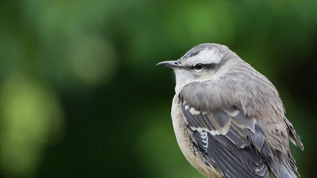 Close up of a Chalk-browed Mockingbird (  Mimus saturninus) on a rainy day with blurred background. Slow motion. Soft green defocused background