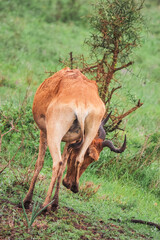 A hartebeest grazing in the wild at Nairobi National Park, Kenya