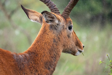 A portrait of a male impala antelope at Nairobi National Park, Kenya