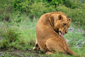 Portrait of a lion at Nairobi National Park, Kenya