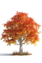 Autumn maple tree isolated on white background, front view. Generative art