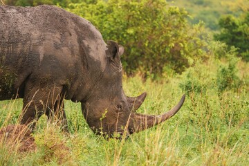 Obraz premium A white rhino grazing in the wild at Nairobi National Park, Kenya