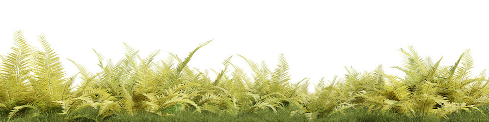 Evergreen Fern and grass fieldn in nature, Garden in springtime, Tropical forest isolated on transparent background - PNG file, 3D rendering illustration for create and design or etc