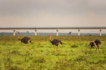 A flock of ostriches at Nairobi National Park against the background of Standard Gauge Railway,...