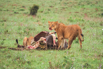 Obraz na płótnie Canvas Lions feeding on a buffalo carcass at Nairobi National Park, Kenya 