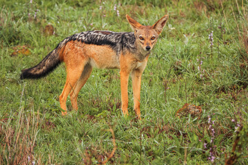 A jackal in the wild at Nairobi National Park, Kenya