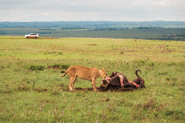 Lions feeding on a buffalo carcass at Nairobi National Park, Kenya 