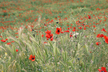 Red poppy blooming among cereals