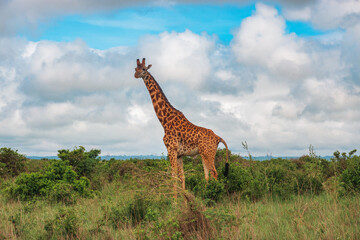 A giraffe in the wild at Nairobi National Park, Kenya