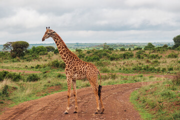 A giraffe in the wild at Nairobi National Park, Kenya