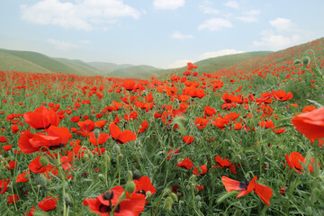 panorama of a field of red poppies with blue sky