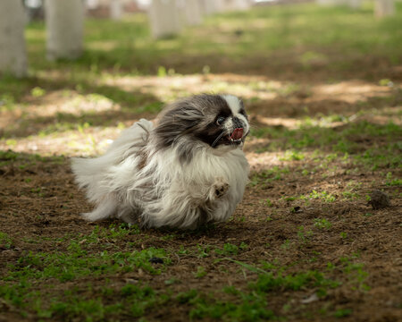 White Pekingese with a black muzzle and gray ears runs fast and smiles. Portrait of a small fluffy dog in park, soft focus and light spots in background. Funny pet in motion portrait. Horizontal photo