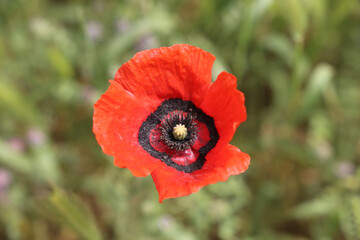 blooming red poppy close up