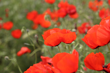 blooming red poppy close up
