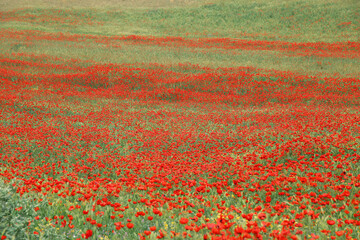 panorama of a field of red poppies 