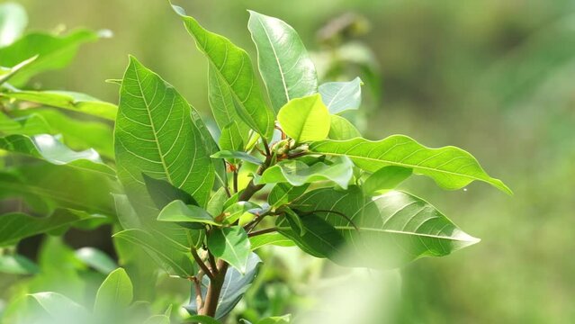 Ficus racemosa (the cluster fig, red river fig, gular, elo, loa, Ficus glomerata). In India, the bark is rubbed on a stone with water to make a paste, which can be applied to boils or mosquito bites.