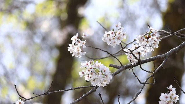 風に揺れる桜の花