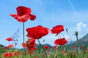 Obraz premium Bright poppy flowers against the blue sky. Field of wild poppies on a sunny spring day. Floral banner. Red poppy as a symbol of the memory of the victims of the war.
