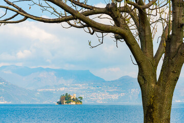 Trunk with its branches in the famous Monte Isola (Mount Island), an island in Lake Iseo, Italy. On...