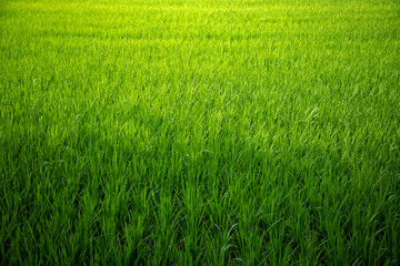 Green paddy field in the golden sunlight. close up. macro.